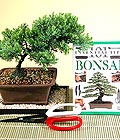 Ankara Etimesgut �i�ek�i firma �r�n�m�z  Bonsai k���k japon a�ac� i� mekan s�s bitkisi