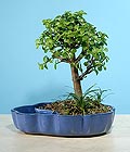 Ankara iek gnder firmamzdan grsel rn  bonsai japon minyatr saks iei i mekan bitkileri ss bitkisi
