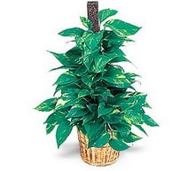 Ankarade farkl� bir �i�ek firmas� �r�n�   golden pothos sarma��k saks� �i�e�i i� mekan bitkileri s�s bitkisi