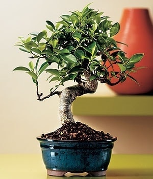 Ostim ve Ankara i�in g�rsel bir tanzim  Minyat�r Bonsai saks� �i�e�i