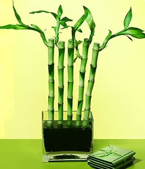 Ankara Ostim �i�ek g�nderimi  firmas� �r�n�m�z   Lucky Bamboo �ans mele�i �i�e�i bambu �i�e�i