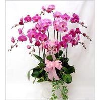 iki dal saks� orkide �i�e�i salon s�s bitkisi Ankara ostim �i�ek sipari�i firma �r�n�m�z  