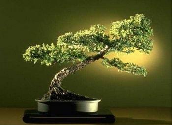 Ankara Yenimahalle �i�ek�i firma �r�n�m�z  Bonsai k���k japon a�ac� i� mekan s�s bitkisi