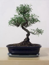 Japon a�ac� Bonsai saks� �i�e�i i� mekan bitkileri s�s bitkisi Ankara �i�ek yolla d�kkan�m�zdan  