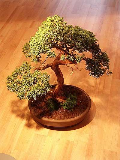 Ankara Ba�lum �i�ek�i firma �r�n�m�z  Bonsai k���k japon a�ac� i� mekan s�s bitkisi