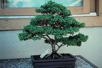 Ankara Demetevler �i�ek�i firma �r�n�m�z  Bonsai k���k japon a�ac� i� mekan s�s bitkisi