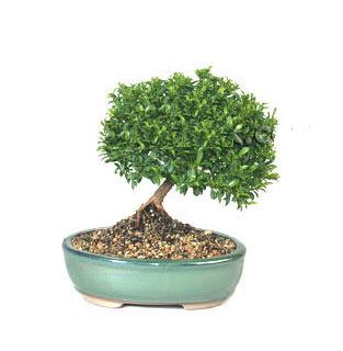 Ankara �ankaya �i�ek�i firma �r�n�m�z  Bonsai k���k japon a�ac� i� mekan s�s bitkisi
