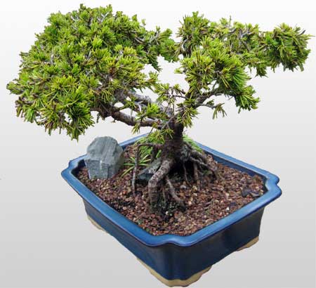 Ankara  �i�ek�i firmam�zdan  Bonsai k���k japon a�ac� i� mekan s�s bitkisi