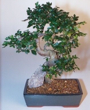 Bonsai k���k japon a�ac� i� mekan s�s bitkisi Ankara Ostim �i�ek firmas�ndan  