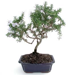 Bonsai k���k japon a�ac� i� mekan s�s bitkisi Farkl� bir hediye �r�n� isteyenler i�in  