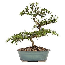 Bonsai k���k japon a�ac� i� mekan s�s bitkisi Ankara �i�ek sat��� firma �r�n�m�z  