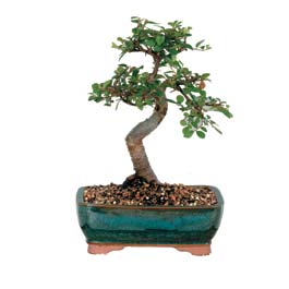Bonsai k���k japon a�ac� i� mekan s�s bitkisi Ankara �i�ek yolla firma �r�n�m�z  