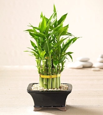 Ankarade farkl� bir �i�ek firmas� �r�n�   Lucky Bamboo �ans mele�i �i�e�i bambu �i�e�i