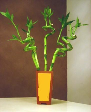 Sizlere �zel farkl� bir tanzim modeli  Lucky Bamboo �ans mele�i �i�e�i bambu �i�e�i