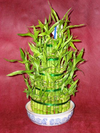 Ankara �i�ek g�nderme firmam�zdan size �zel  Lucky Bamboo �ans mele�i �i�e�i bambu �i�e�i