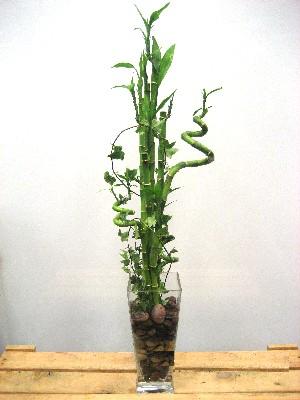 Ankara �i�ek yolla d�kkan�m�zdan  Lucky Bamboo �ans mele�i �i�e�i bambu �i�e�i