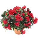 Ankarade farkl� bir �i�ek firmas� �r�n�   A�elya saks� �i�e�i i� mekan bitkileri s�s bitkisi